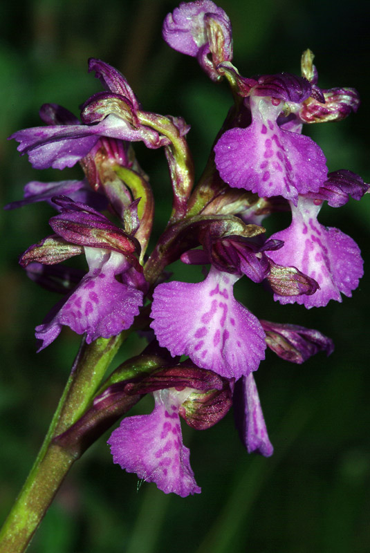 Orchidea da determinare